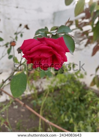 Red flower picture fresh red rose pic
Full high quality picture red flower high quality picture