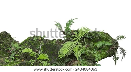 Tropical plant fern moss bush tree jungle stone rock isolated on white background with clipping path.	
 Royalty-Free Stock Photo #2434084363