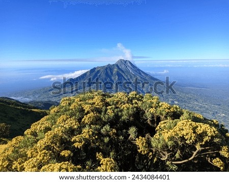 Magelang, 20 July 2023 -  Edelwis flowers with a view of mount Merapi behind it