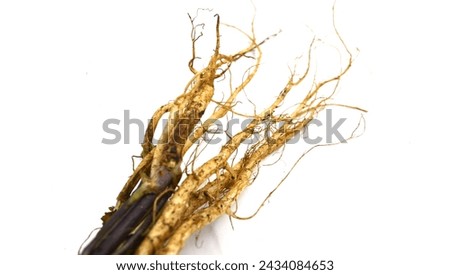 coriander root stock image on white background