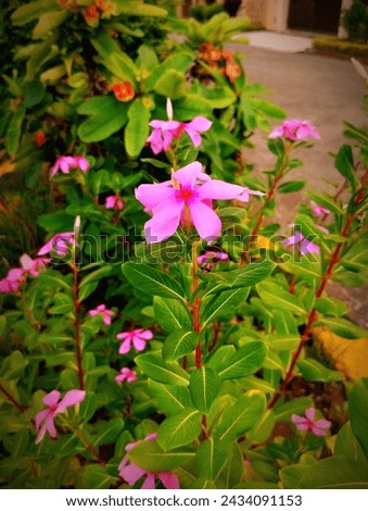 Beautiful Flowers image |Download Beautiful Flower |Beautiful Flowers Pictures foryou|Beautiful Nature.