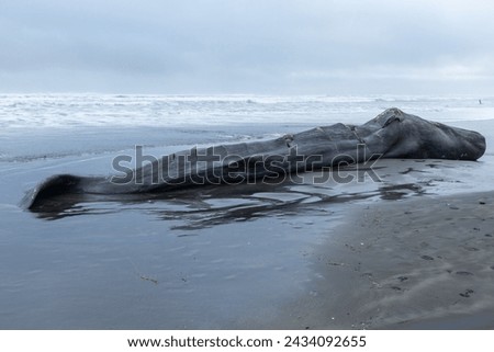 A huge sperm whale was washed ashore in a sandy beach near Astoria, Oregon, in Fort Stevens State Park, after being accidently killed by a ship's propeller Royalty-Free Stock Photo #2434092655