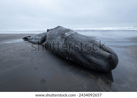 A huge sperm whale was washed ashore in a sandy beach near Astoria, Oregon, in Fort Stevens State Park, after being accidently killed by a ship's propeller Royalty-Free Stock Photo #2434092657