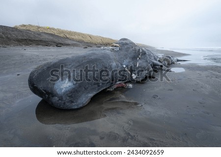 A huge sperm whale was washed ashore in a sandy beach near Astoria, Oregon, in Fort Stevens State Park, after being accidently killed by a ship's propeller Royalty-Free Stock Photo #2434092659