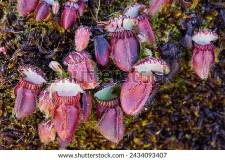Red pitchers of the Albany pitcher plant (Cephalotus follicularis), growing in mossy soil in natural habitat, Western Australia Royalty-Free Stock Photo #2434093407