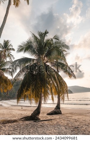 Summer time,Beach and palm trees in the morning on the island