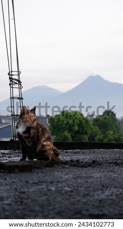 A Cute Tricolor Cat is Sitting on The Rooftop with A View of Mount Merapi