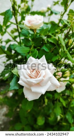 White rose Raw image with beautiful view 