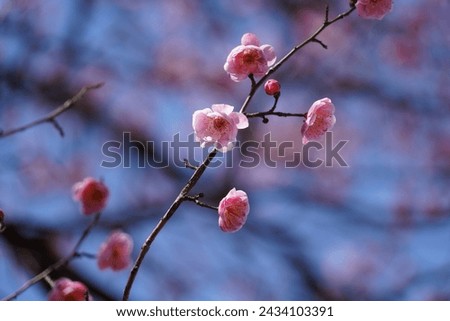 red plum, arboretum, cactus, bench, spring Royalty-Free Stock Photo #2434103391