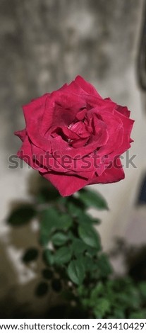 Red rose Indian flower for background use or nature photographer use