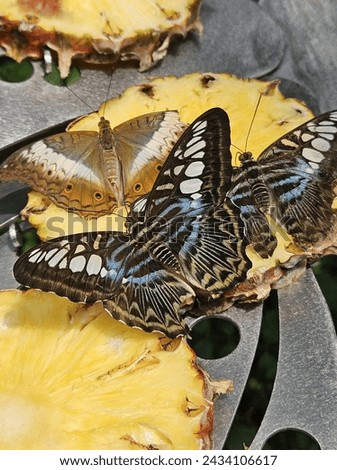 butterfly big photo on pineapple