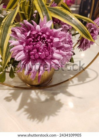 Pink and lavender Dahlias flowers beautiful pictures lavender