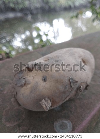  Side view of new potato on wall