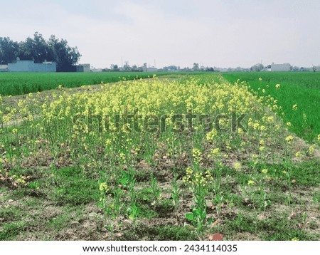 Close Up Of Green Wheat Growing In A Field Swaffham Prior Cambridgeshire England Uk Stock Photo - Download Image Now - iStock is the sun 🌻 🌼 🌸 🌹 🏵 🌻 sun flowers 💐 sun flowers 💐 the world bigge