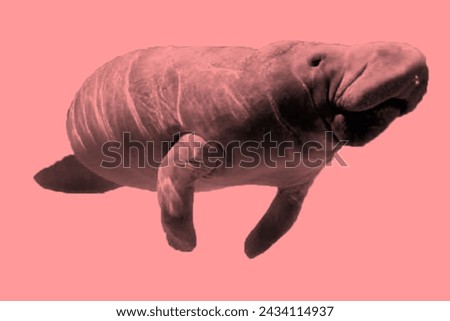 Dugongs or dugongs are a type of marine mammal which is one of the members of Sirenia or sea cows that still survive apart from manatees and can reach the age of 22 to 25 years.