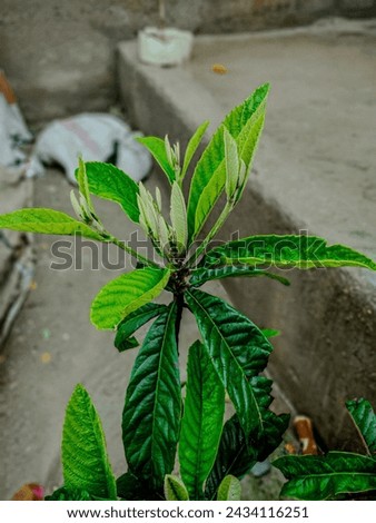 Single Plant Picture | Plant Pictures | Beautiful plant 