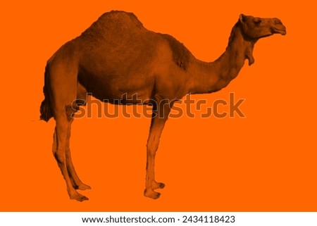 CAMEL-SPECIES Stock Photos and Images - Avopix.com