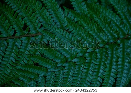 green fern leaves, close-up texture