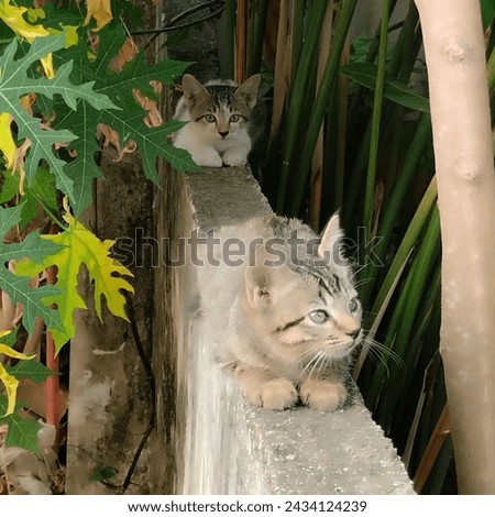 A picture of a cat sitting on the fence waiting for its owner to come while looking at the surrounding environment near the garden