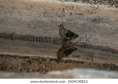 Grey-capped Emerald Dove, Common Dove, Emerald Dove Green-winged Dove Chalcophaps indica standing near the water.
​