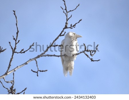 Windy Day White Raven Tree Picture