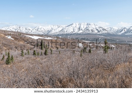 Edge of Tree line and Tundra in Denali National Park with snow covered mountains behind, Alaska, USA