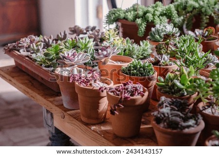 Various succulent plants in terracotta pots bask in natural light on a wooden table, showcasing an indoor gardening scene.  Royalty-Free Stock Photo #2434143157