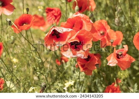Red blooming poppies on a green blurred background, beautiful bokeh. Selective focus.