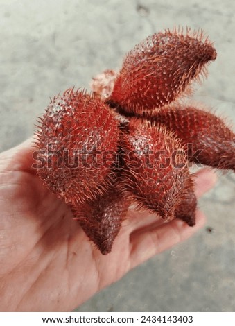 Hand holding a red snake fruits (salak)