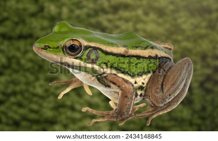 Common Water Frog in Front of a white background.......
