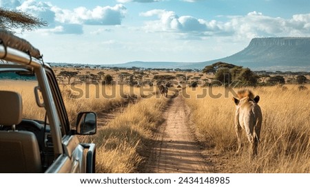 Lions on Safari Pathway, Two lions stroll down a dusty trail with a safari jeep observing nearby, kenya safari Royalty-Free Stock Photo #2434148985