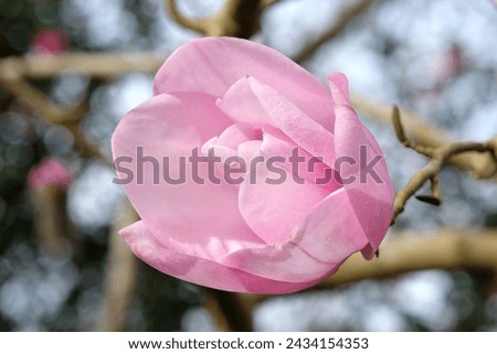 Pink Magnolia campbellii 'Charles Raffill' in flower. 