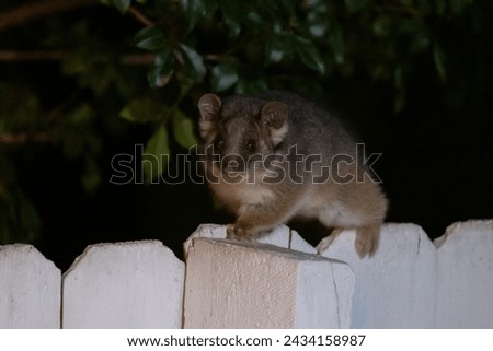 Spotting the elusive ringtail possum nestled in the darkness of a tree, its curious eyes peering out, a nocturnal beauty in its natural habitat on a photo