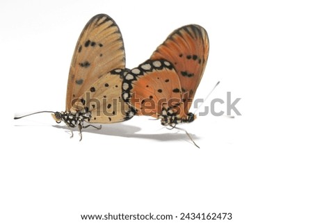 Danaus chrysippus, also known as the plain tiger is a medium-sized butterfly widespread in Asia, Australia and Africa Royalty-Free Stock Photo #2434162473
