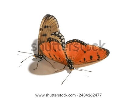 Danaus chrysippus, also known as the plain tiger is a medium-sized butterfly widespread in Asia, Australia and Africa Royalty-Free Stock Photo #2434162477