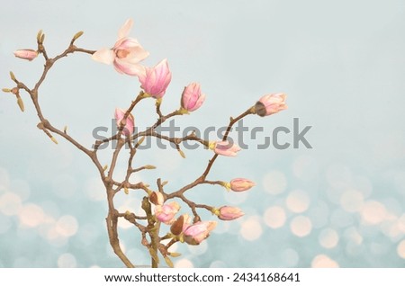 Magnolia branches and flowers on a blue background with a blank space to fill in. 