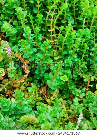 Stunning close-up of Rotala Macrandra greenish reddish leaves with details ultra hd hi-res jpg stock image photo picture selective focus vertical background top or aerial ankle view 