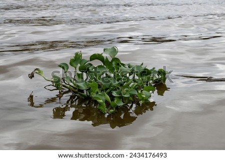 Common water hyacinth plant in a river in Sarawak Borneo Malaysia Royalty-Free Stock Photo #2434176493