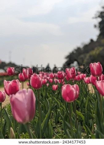 A picture clicked in the Tulip Festival garden in Delhi. 