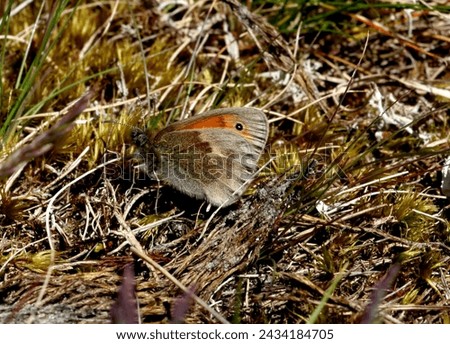 Small Heath (Coenonympha pamphilus) adult resting on the ground with wings closed

Winterton, Norfolk, UK.          May Royalty-Free Stock Photo #2434184705