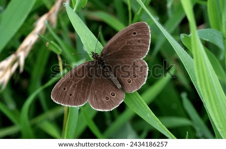 Ringlet butterfly (Aphantopus hyperantus) adult sunning with wings open

Potter Heigham, Norfolk, UK.           July  Royalty-Free Stock Photo #2434186257