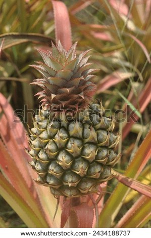 Pineapple plant spikey edible fruit   Royalty-Free Stock Photo #2434188737