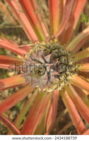 Pineapple plant spikey edible fruit   Royalty-Free Stock Photo #2434188739