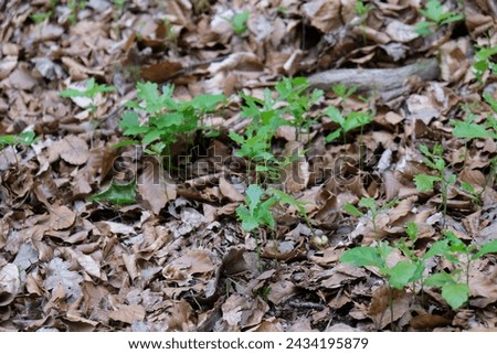 small oak trees grow in the foliage
