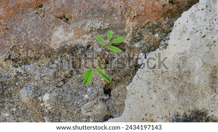 Picture of Mimosa Pudica growing from the wall