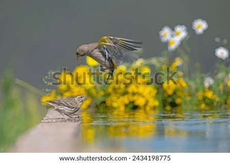 Small bird drinking water, European Serin (Serinus serinus). European Greenfinch trying to land. Royalty-Free Stock Photo #2434198775