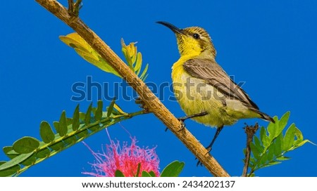 Purple Sunbird, Cinnyris asiaticus, Riverine Forest, Royal Bardia National Park, Bardiya National Park, Nepal, Asia Royalty-Free Stock Photo #2434202137