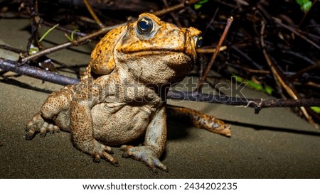 Cane Toad, Giant Neotropical Toad, Marine Toad, Rhinella marina, Marino Ballena National Park, Uvita de Osa, Puntarenas, Costa Rica, Central America