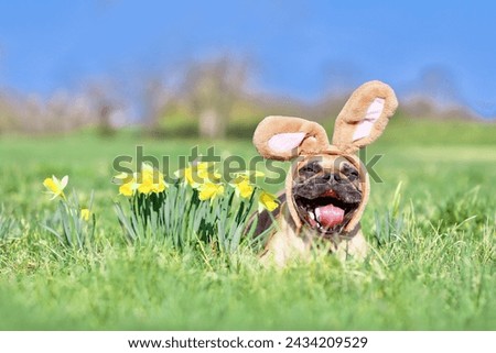 Funny Easter French Bulldog dog with rabbit costume ears and open mouth next daffodil spring flowers