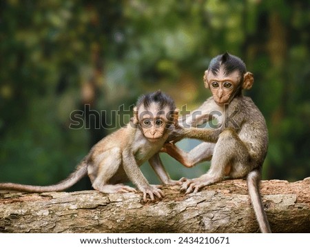 The picture shows two small monkeys looking scared from a tree.
